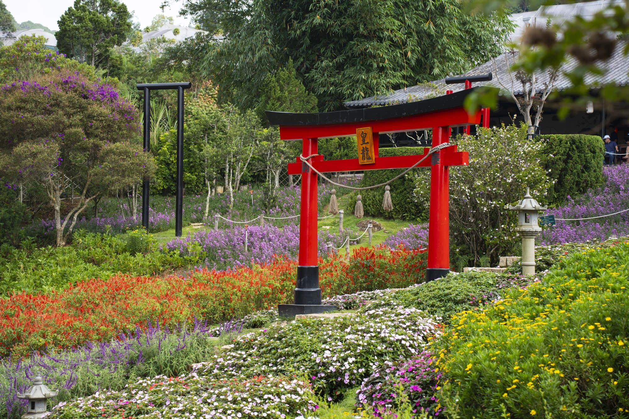 Đồi cổng torii